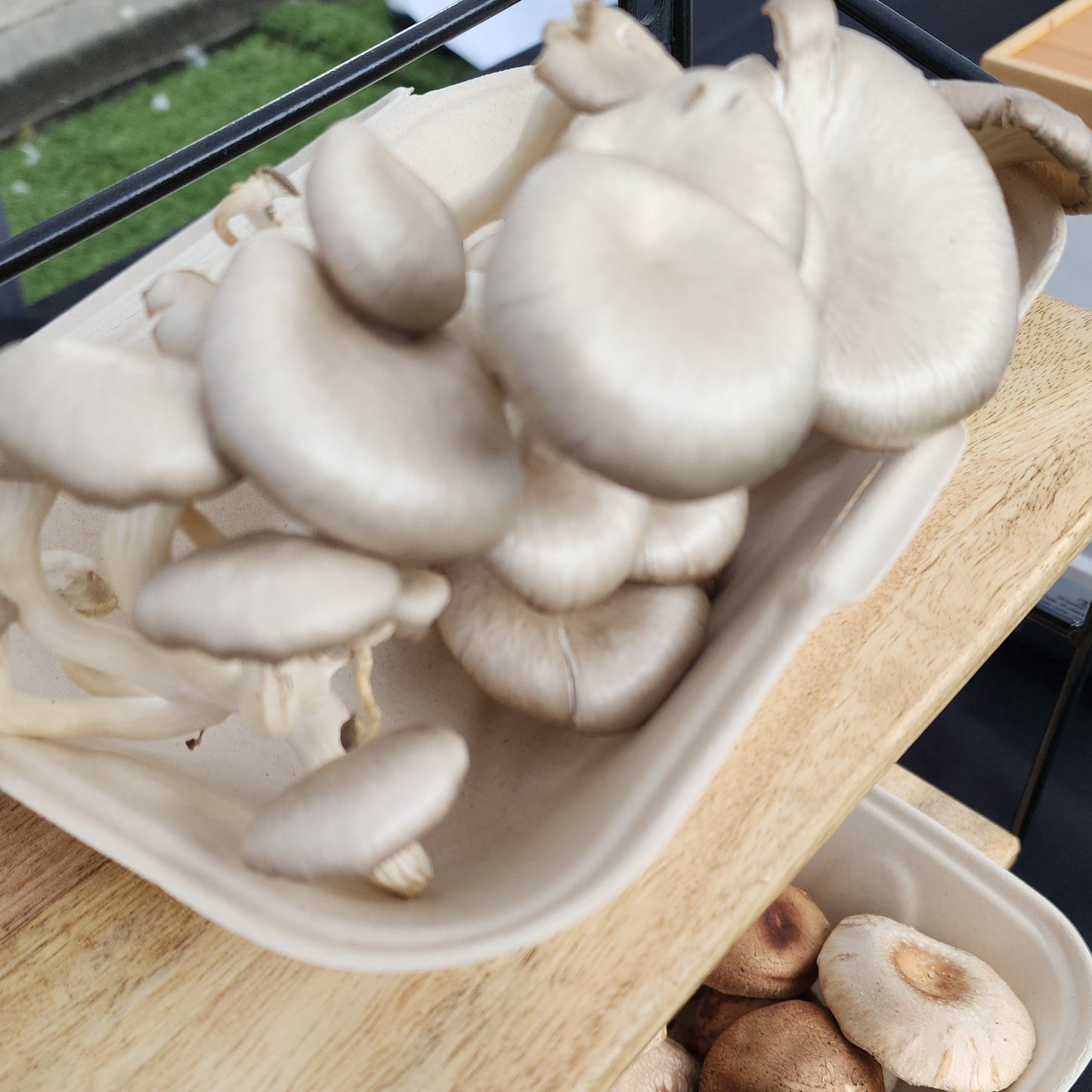 Wholesale - 5lb - Fresh Oyster Mushrooms