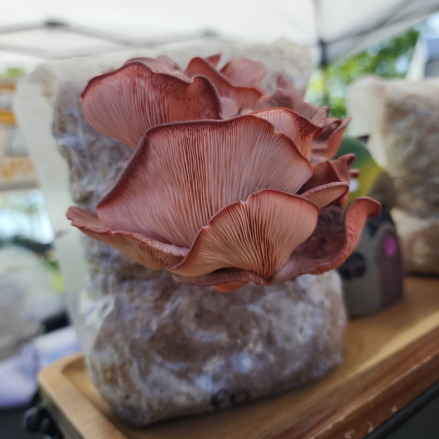 Fresh Pink Oyster Mushrooms