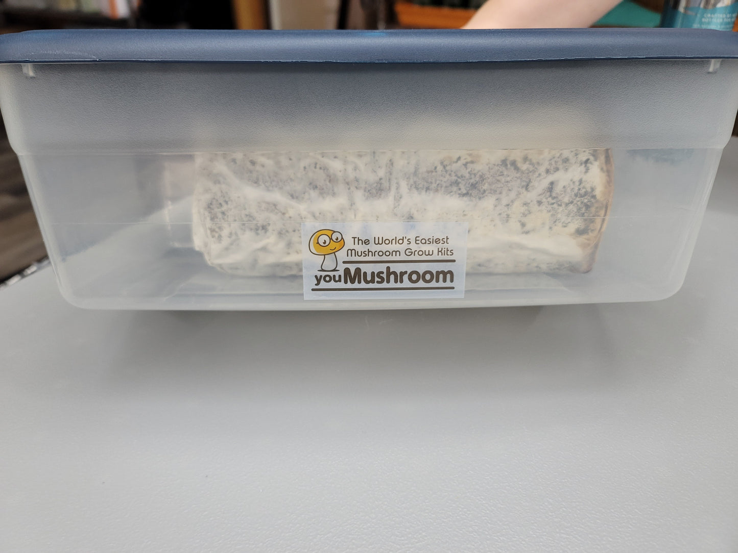 Grow Kit - Lion's Mane