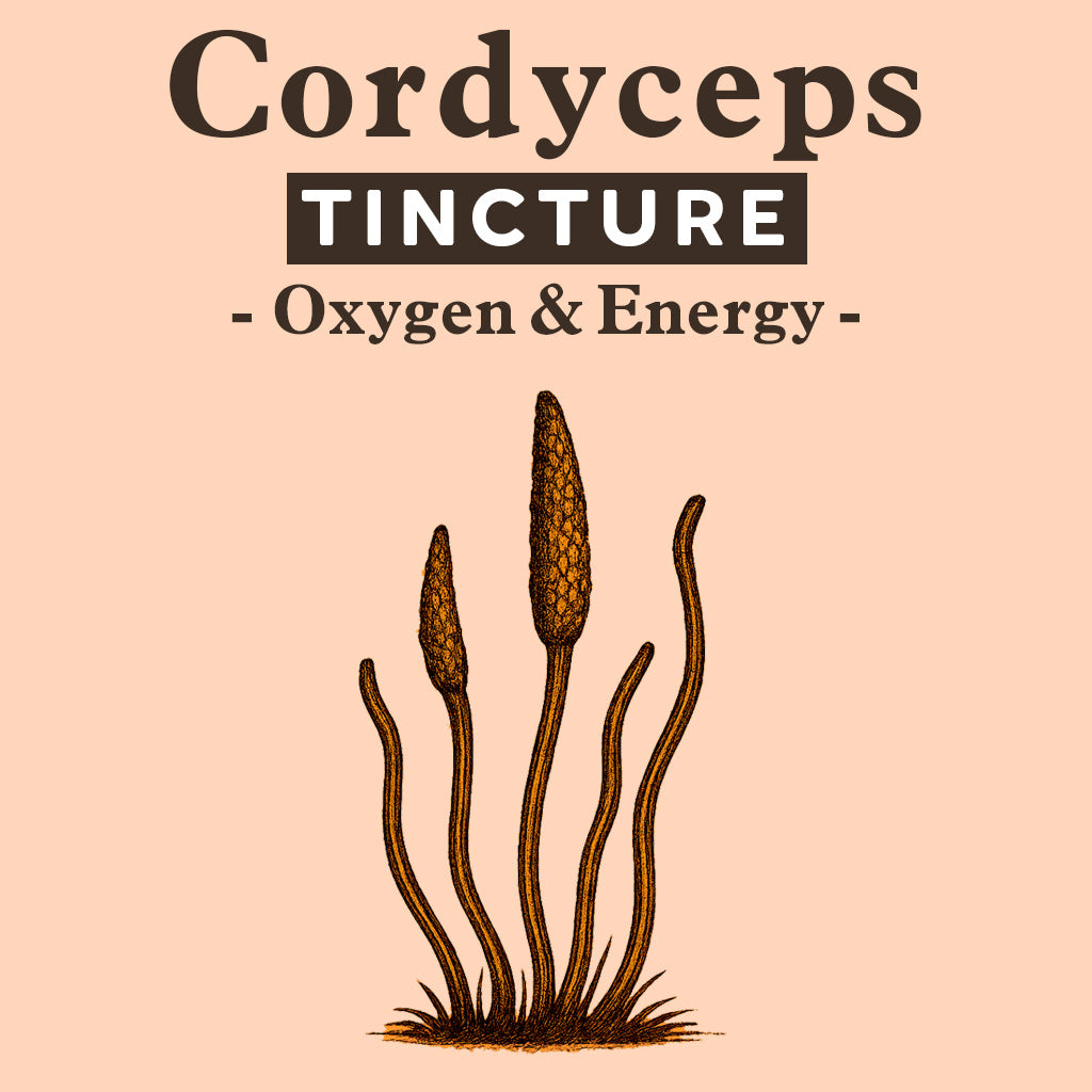 Tincture - Cordyceps
