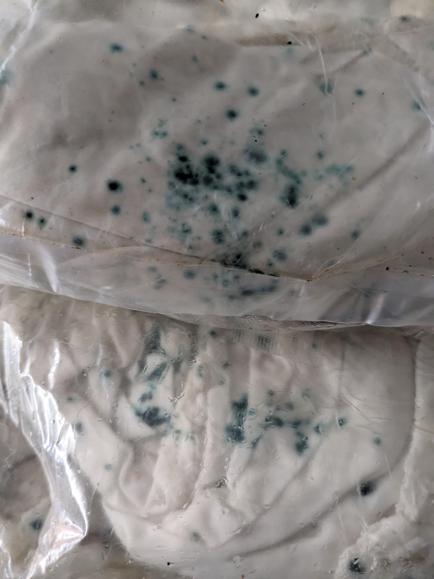 Blue Elf Cup Bandana Kit - Watch it Grow!