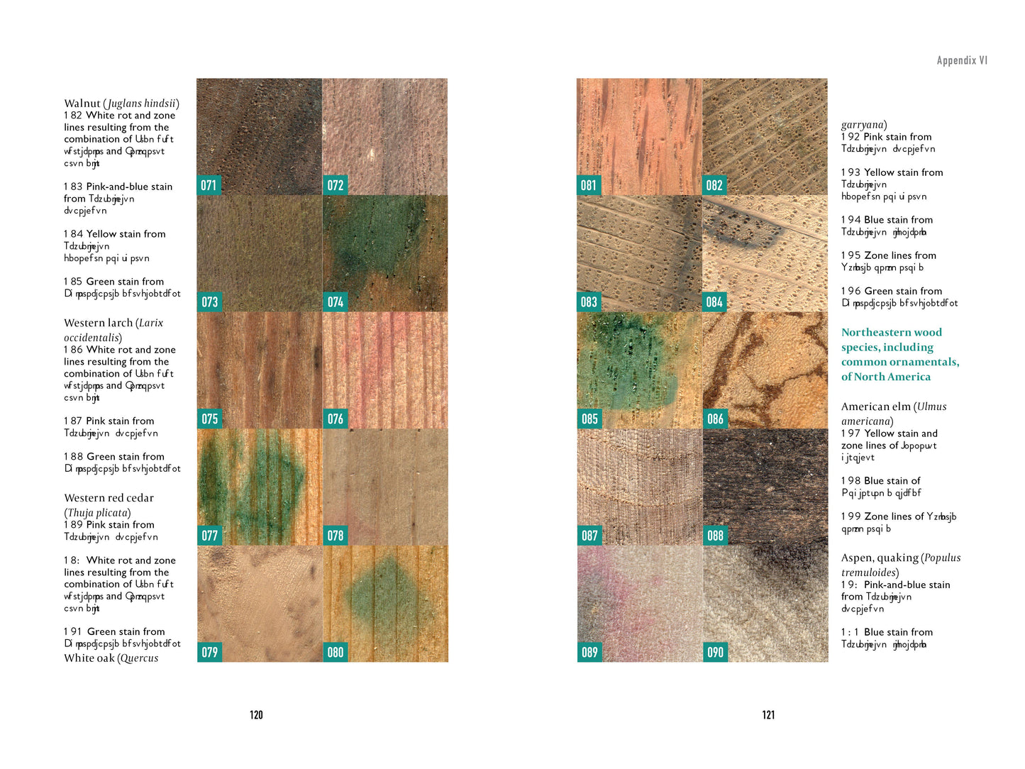 Book - Spalting 101: The Ultimate Guide to Coloring Wood with Fungi