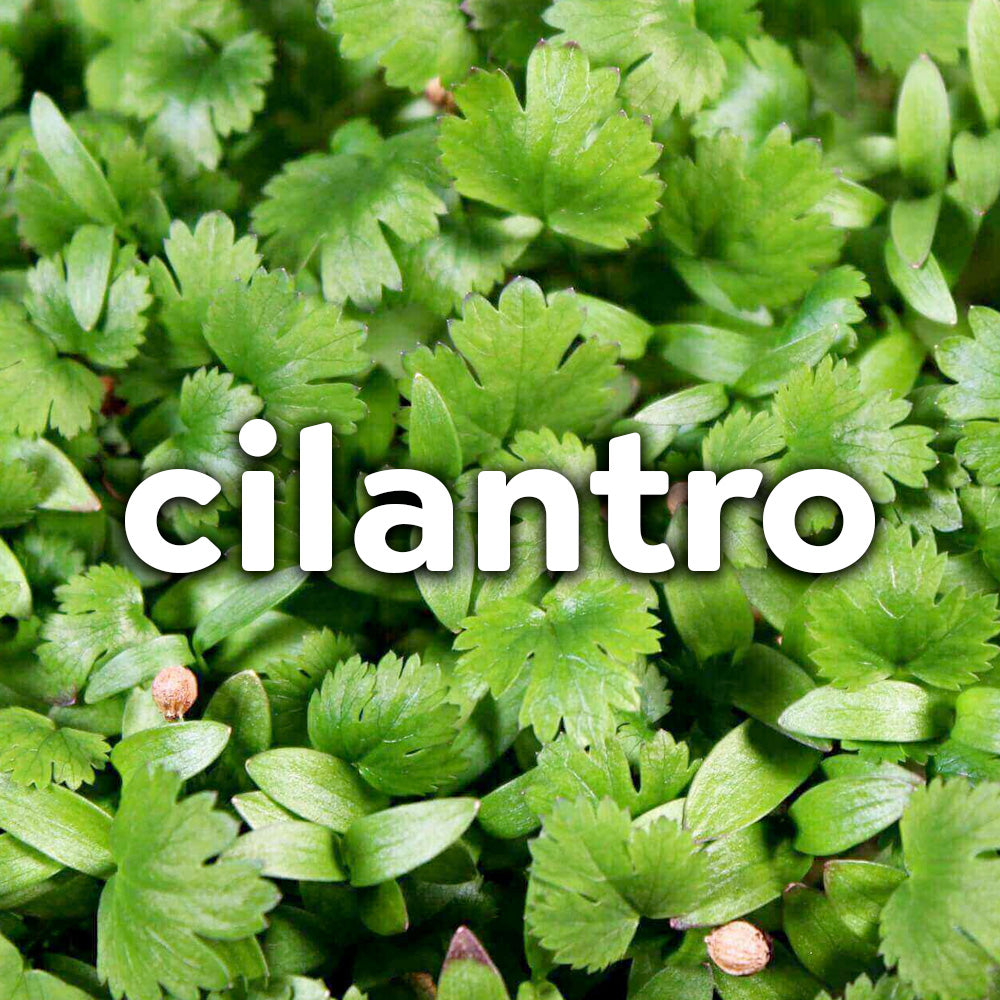 Microgreens - Cilantro