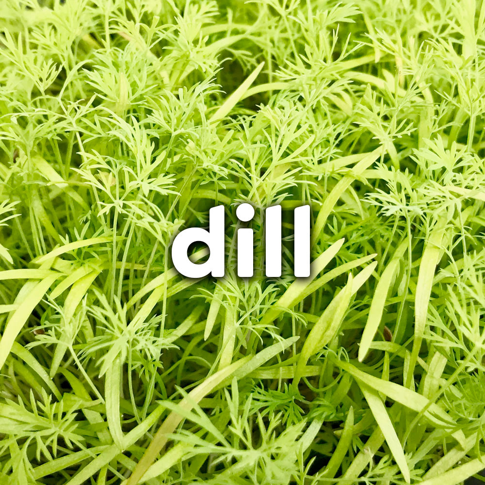 Microgreens - Dill