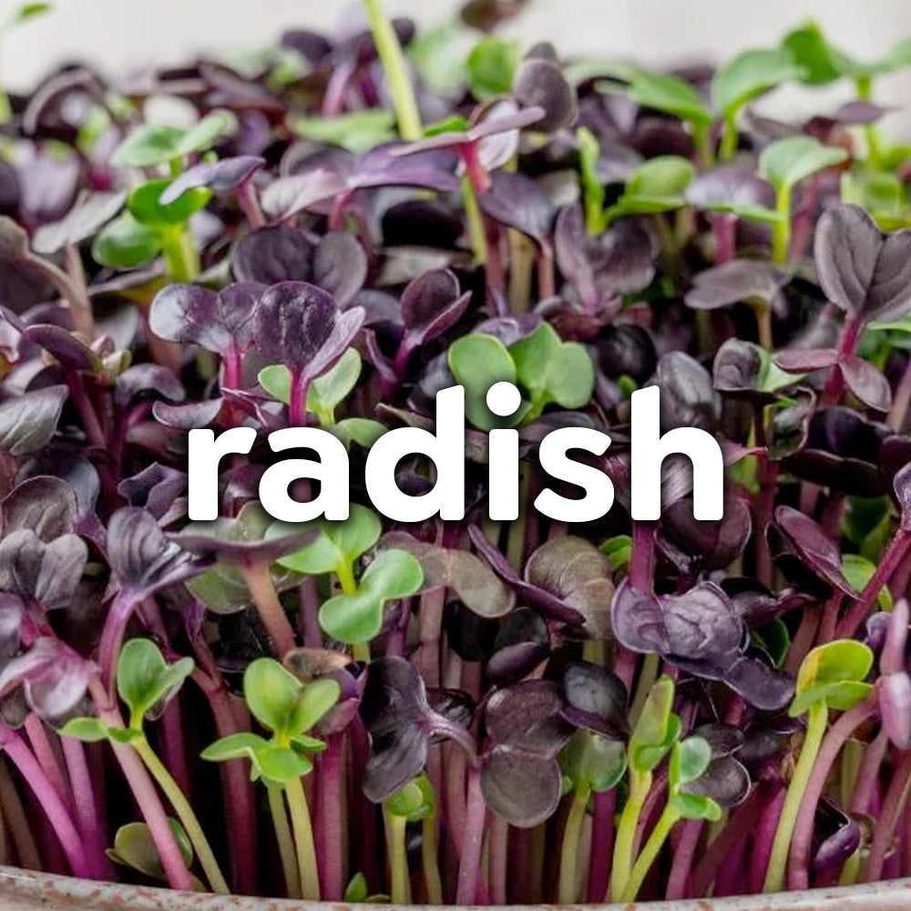 Microgreens - Radish