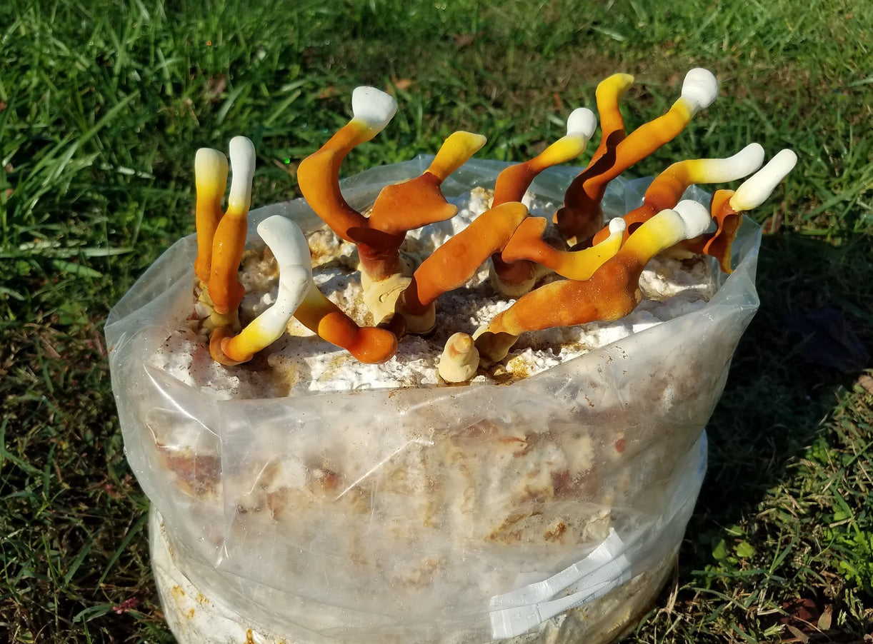 Grow Kit - Reishi