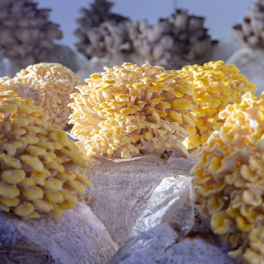 Fruiting Block - Golden Oyster