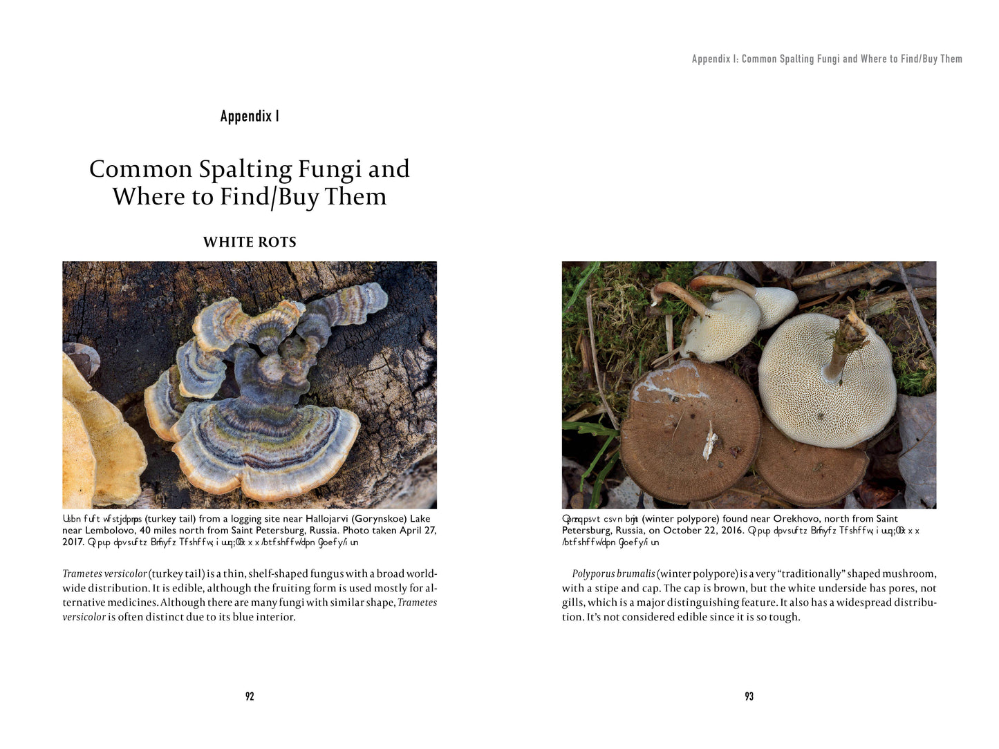 Book - Spalting 101: The Ultimate Guide to Coloring Wood with Fungi