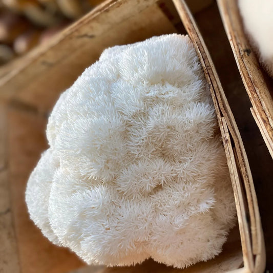 Wholesale - 5lb - Fresh Lions Mane Mushrooms