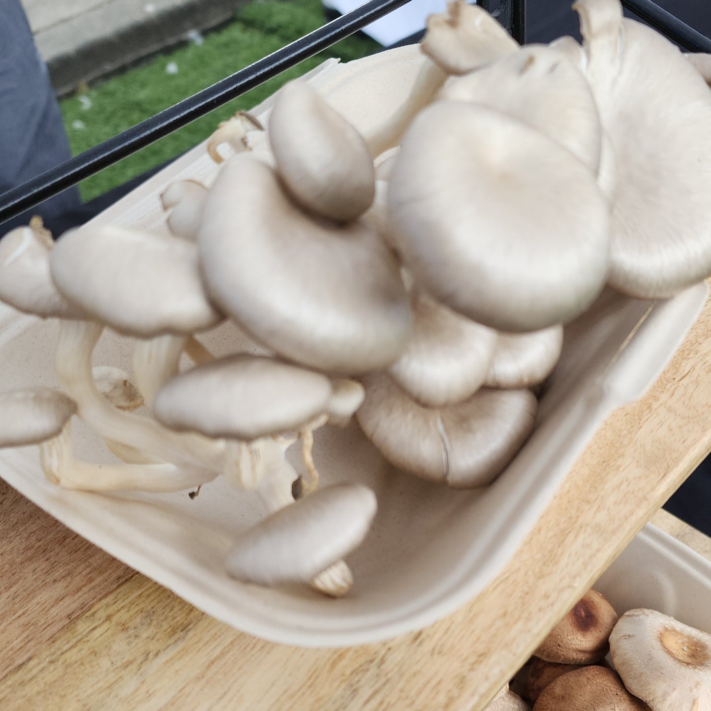 Fresh Oyster Mushrooms