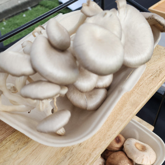Wholesale - 5lb - Fresh Oyster Mushrooms
