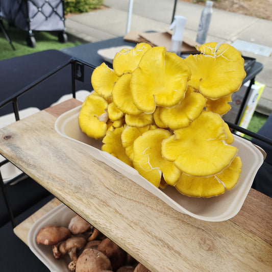 Fresh Yellow Oyster Mushrooms