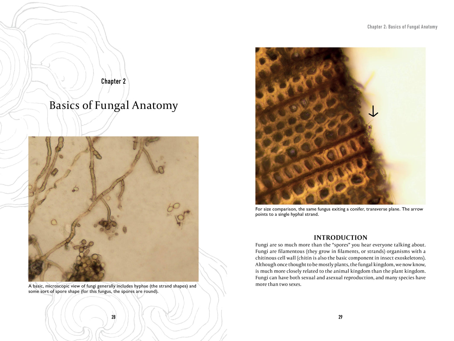 Book - Spalting 101: The Ultimate Guide to Coloring Wood with Fungi
