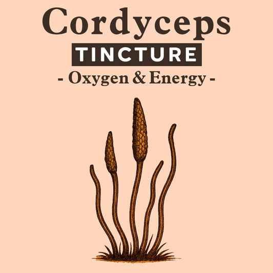 Tincture - Cordyceps