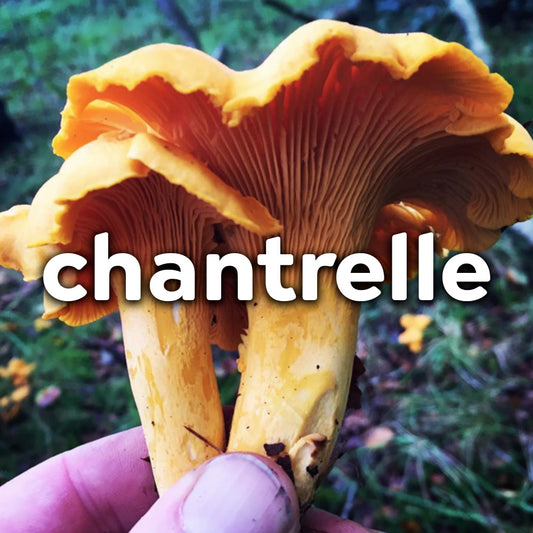 Fresh Wild Mushrooms - Chantrelle