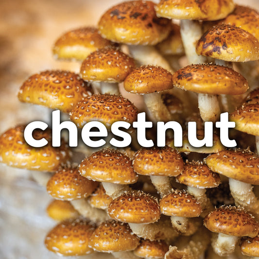 Fresh Chestnut Cinnamon Cap Mushrooms