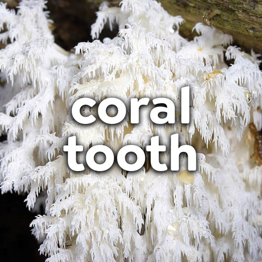 Fresh Coral Tooth Mushrooms