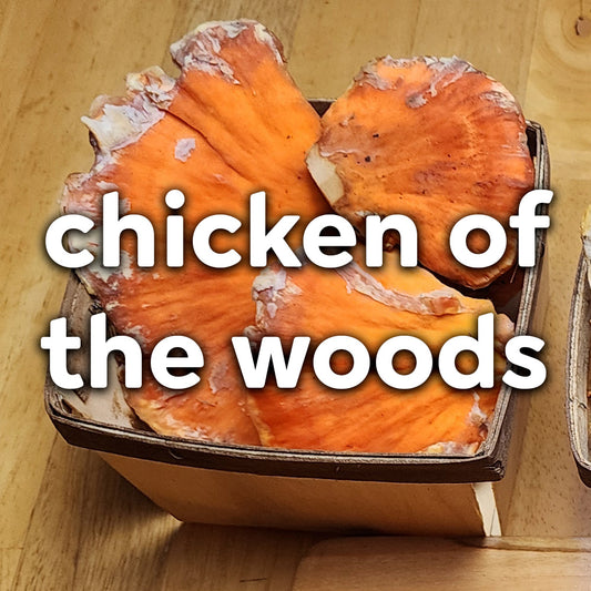 Fresh Wild Mushrooms - Chicken of the Woods