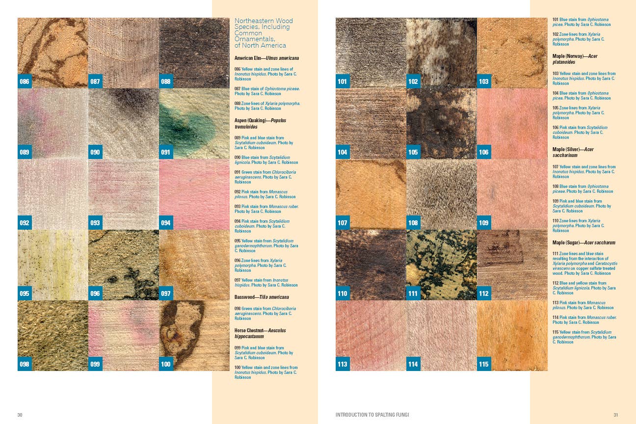 Book - Spalted Wood