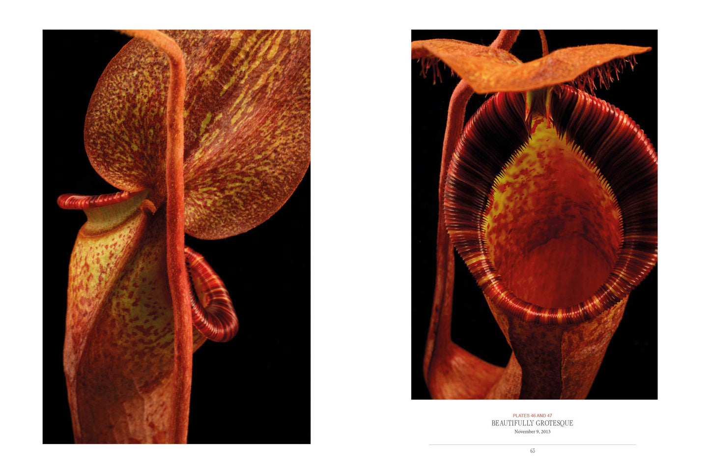 Book - The Sinister Beauty of Carnivorous Plants