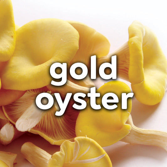 Fresh Gold Oyster Mushrooms