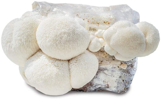 Fruiting Block - Lion's Mane