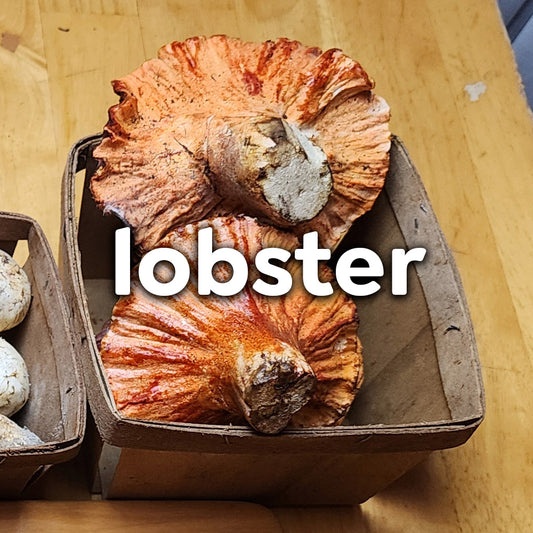 Fresh Wild Mushrooms - Lobster