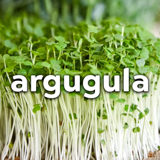 Microgreens - Arugula