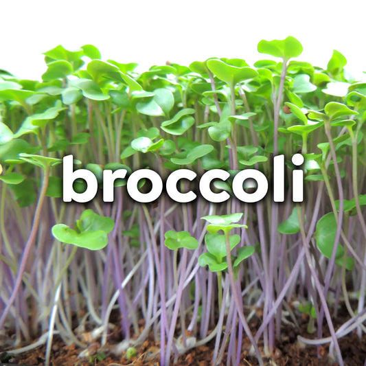 Microgreens - Broccoli