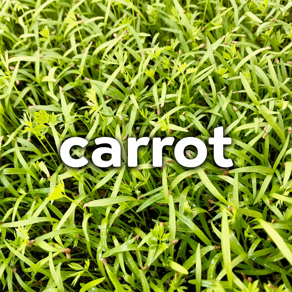 Microgreens - Carrot