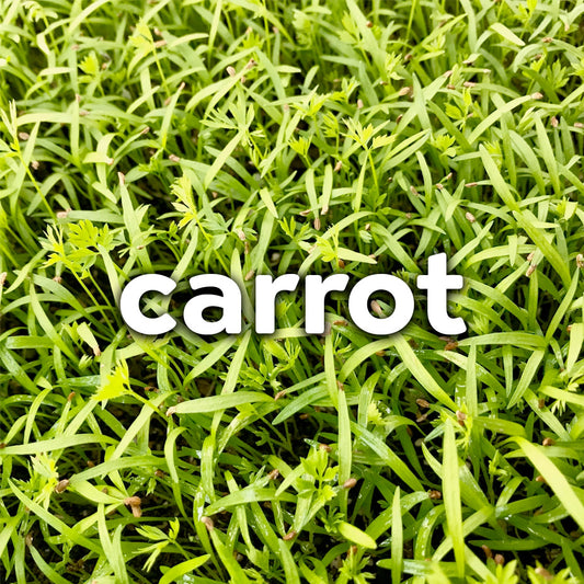 Microgreens - Carrot