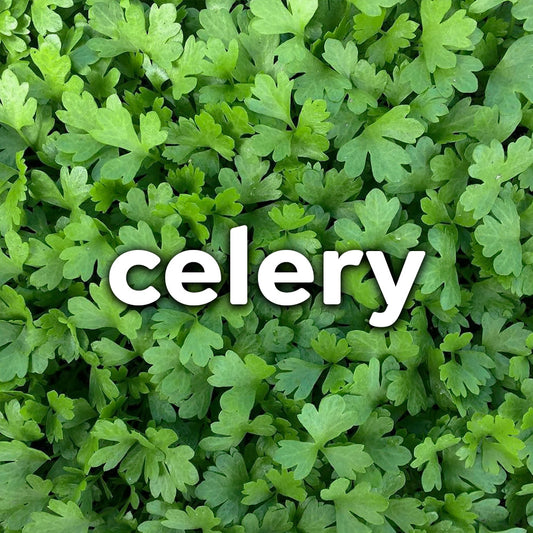 Microgreens - Celery