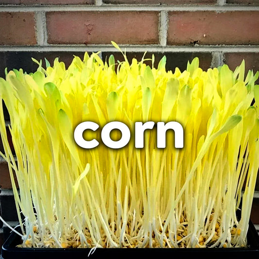 Microgreens - Corn