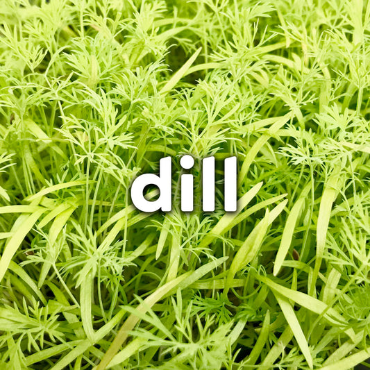 Microgreens - Dill