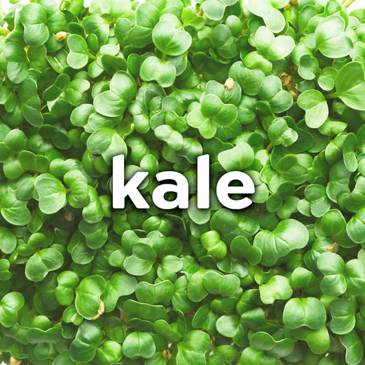 Microgreens - Kale
