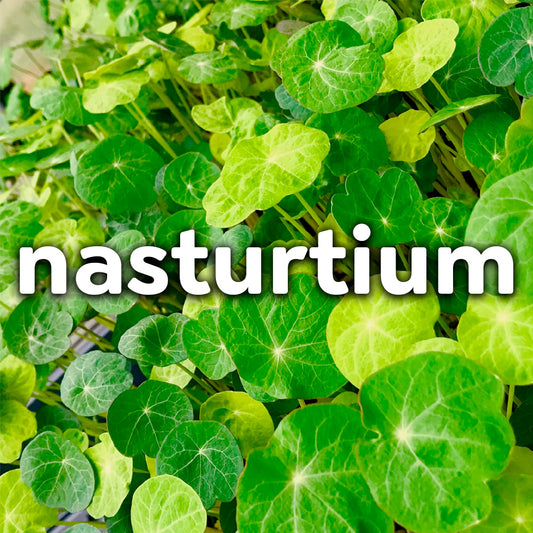 Microgreens - Nasturtium