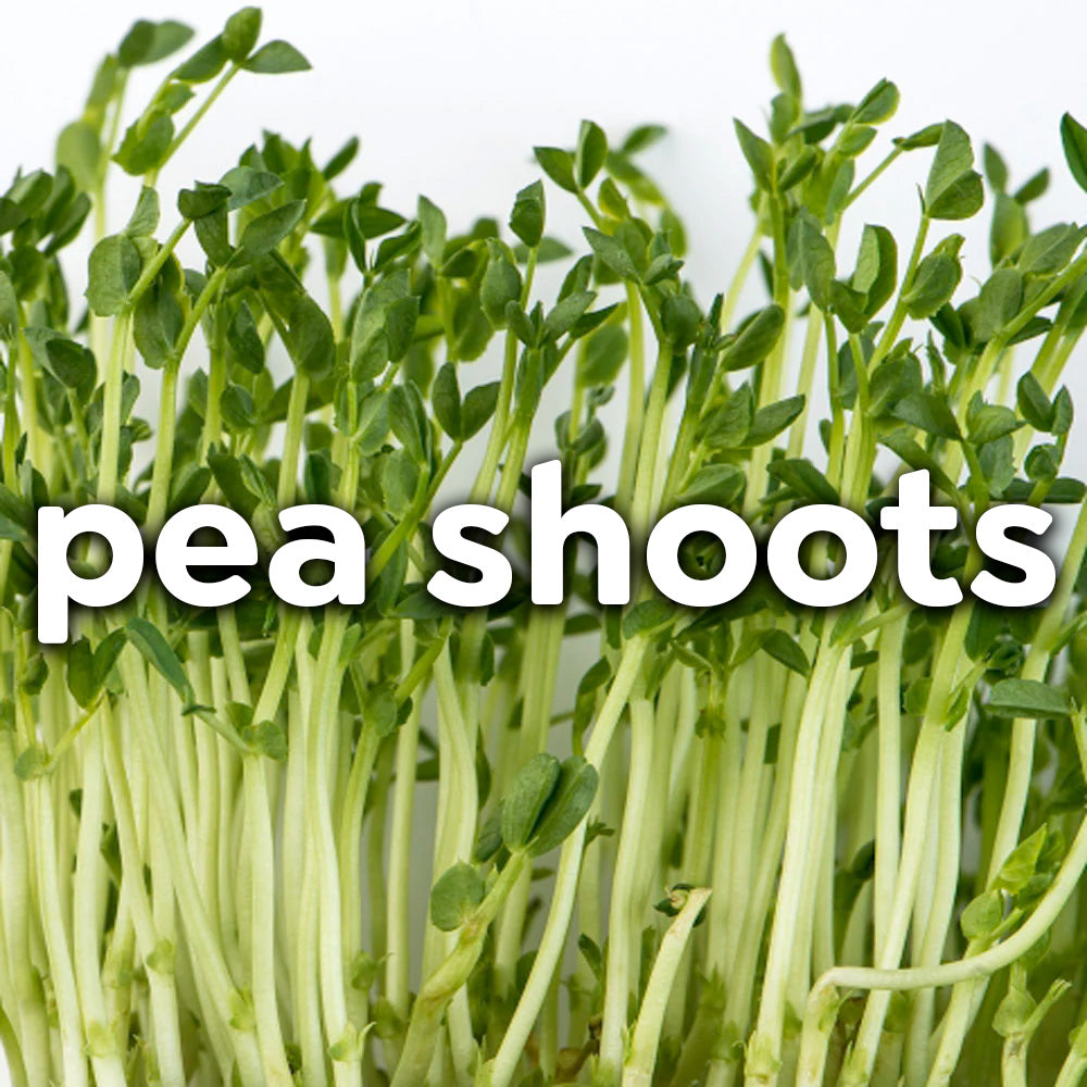 Microgreens - Pea Shoots