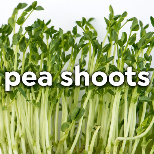 Microgreens - Pea Shoots