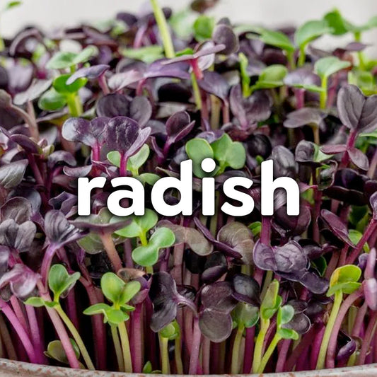 Microgreens - Radish