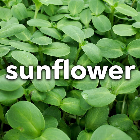 Microgreens - Sunflower