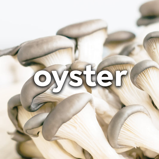 Fresh Oyster Mushrooms