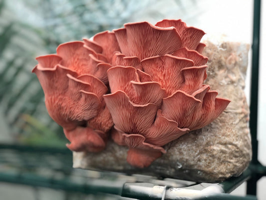 Fruiting Block - Pink Oyster