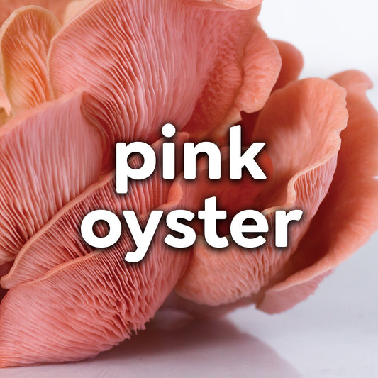 Fresh Pink Oyster Mushrooms