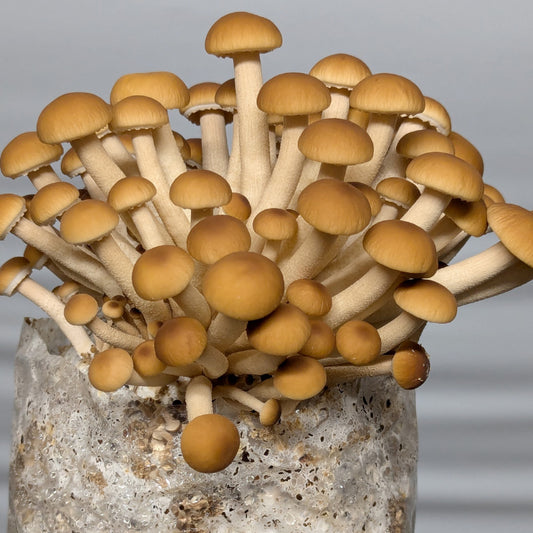 Wholesale - 5lb - Fresh Pioppino Mushrooms