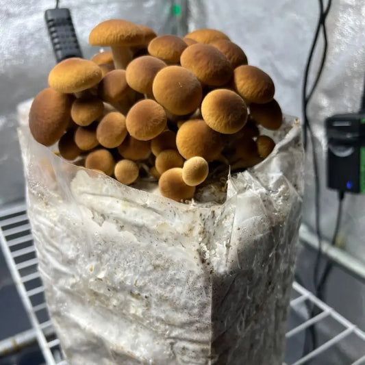 Grow Kit - Pioppino