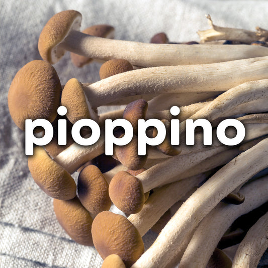 Fresh Pioppino Mushrooms