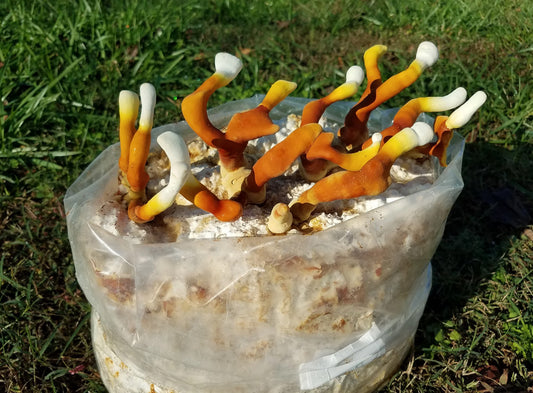 Grow Kit - Reishi