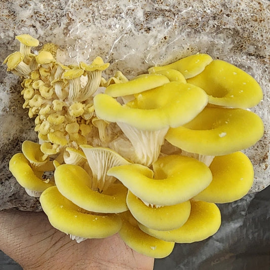 Wholesale - 5lb - Fresh Gold Oyster Mushrooms