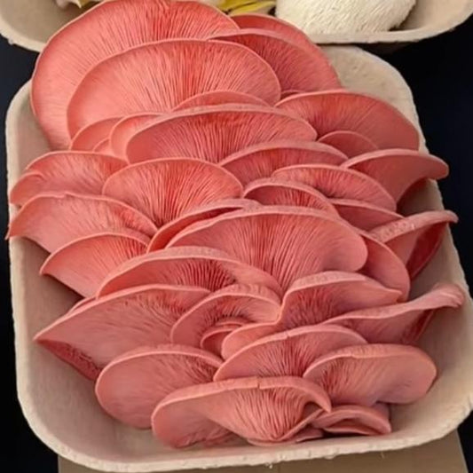 Wholesale - 5lb - Fresh Pink Oyster Mushrooms