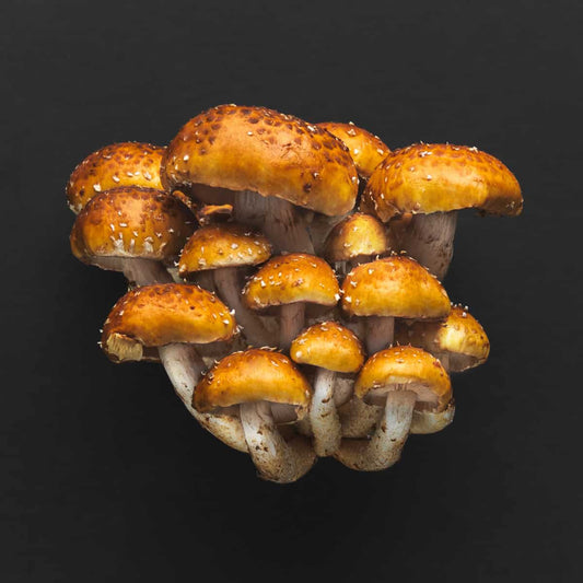Wholesale - 5lb - Fresh Chestnut Cinnamon Cap Mushrooms